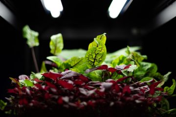 Así será la alimentación en 2050, según los jóvenes españoles