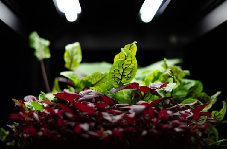 Así será la alimentación en 2050, según los jóvenes españoles
