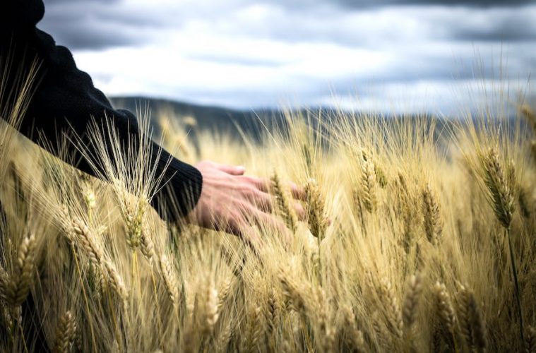 La renta agraria crece más de un 11 % en 2023