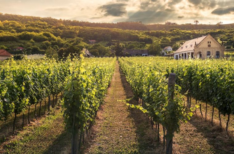 Las DOP europeas del vino valoran positivamente la nueva regulación de las indicaciones geográficas