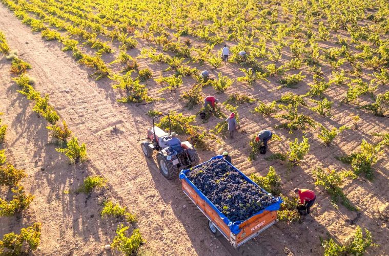 La vendimia 2023 en la DOP Jumilla: menor cantidad, excelente calidad