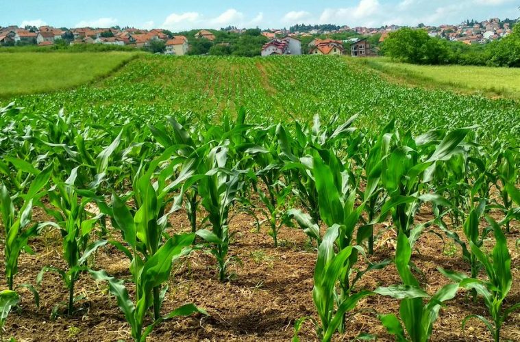 Nuevas medidas que afectan al sector agrícola, ganadero y pesquero
