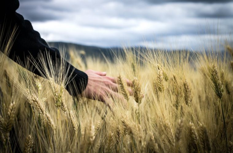Casi 285 millones de euros para subvencionar los seguros agrarios en 2024