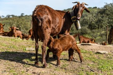 El Cabrito de Extremadura es ya Indicación Geográfica Protegida (IGP) - Foto MAPA