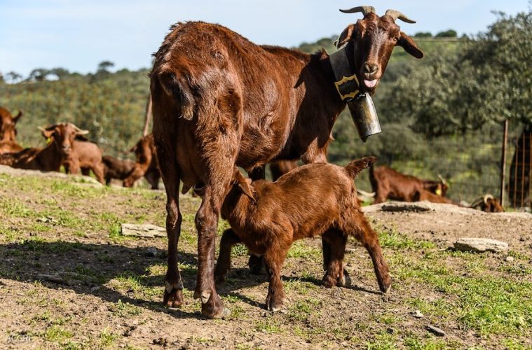 El Cabrito de Extremadura es ya Indicación Geográfica Protegida (IGP) - Foto MAPA