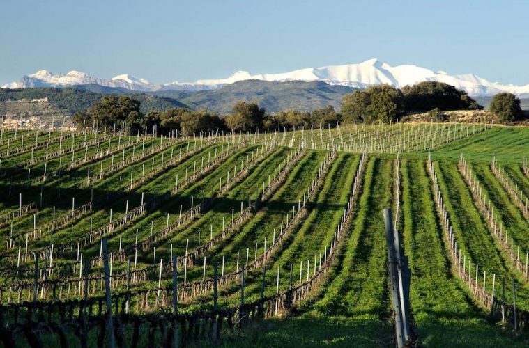 Preparando Somontano en Ruta 2024 - Foto Ruta del vino Somontano