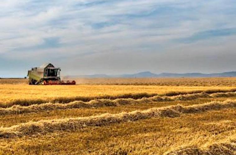 Ayudas extraordinarias para agricultores de secano, arroz y tomate de industria - Foto MAPA