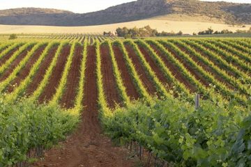 Campo de Calatrava, nueva Denominación de Origen Protegida de vinos