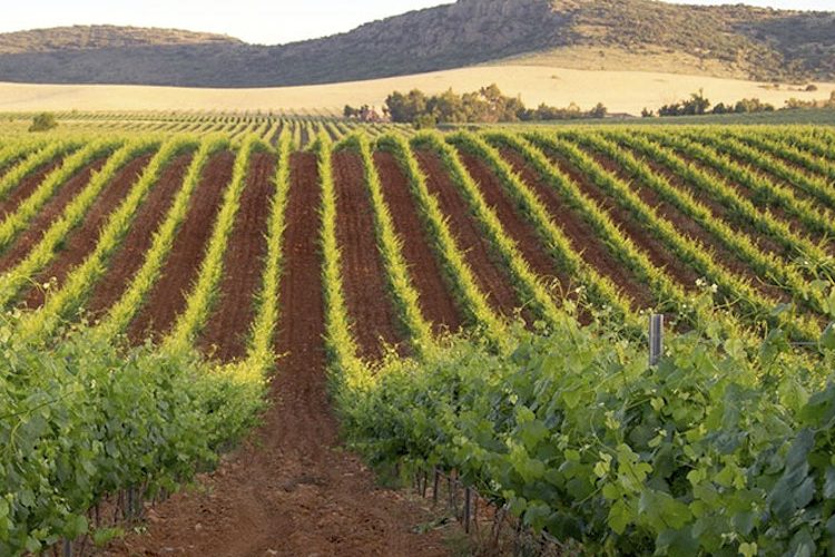 Campo de Calatrava, nueva Denominación de Origen Protegida de vinos