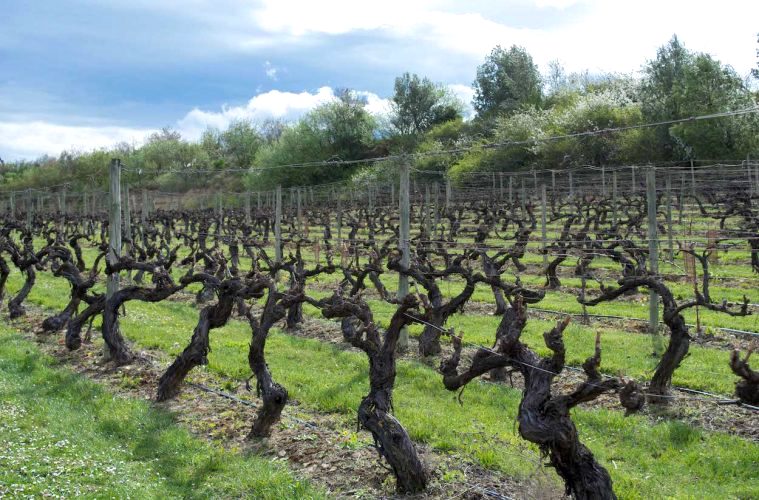 El Ministerio activa de nuevo la posibilidad de cosecha en verde para uva de vinificación - Foto MAPA