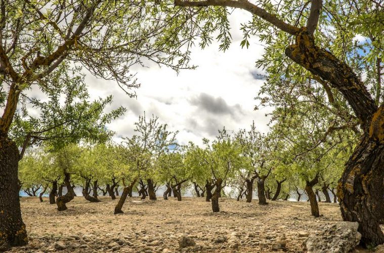 España solicita el reconocimiento internacional para el Banco Mundial de Germoplasma del Olivo de Córdoba