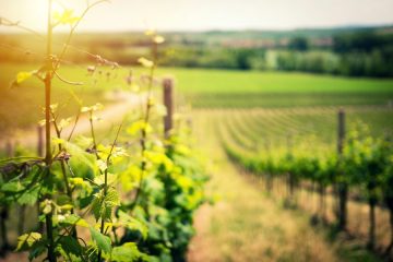 La industria vitivinícola europea se posiciona sobre el conflicto de la agricultura