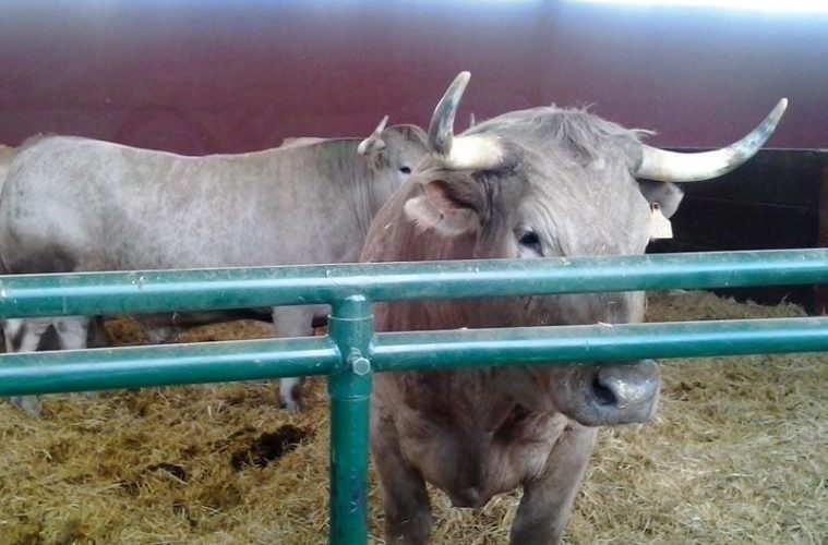 Ayudas para la conservación, mejora y fomento de razas ganaderas