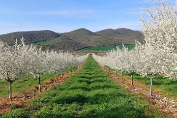 Comienza la Fiesta de La Floración del Endrino en Navarra