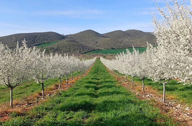 Comienza la Fiesta de La Floración del Endrino en Navarra