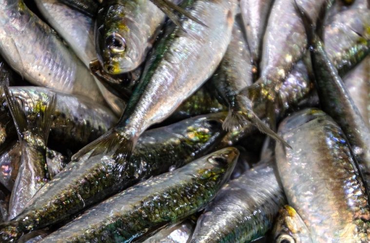 Este año se adelanta la pesca de la sardina ibérica en el Golfo de Cádiz