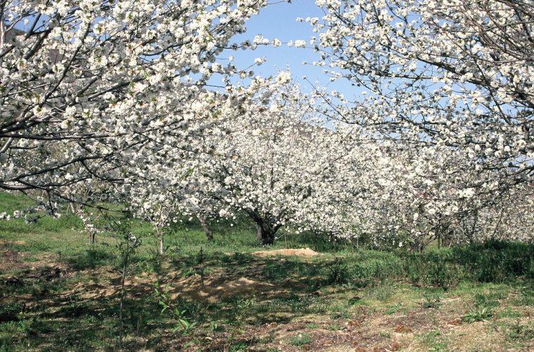 Los cerezos del Valle del Jerte ya están en floración-Foto DOP