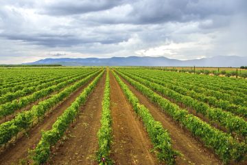 Los vinos de Rosalejo ya son Denominación de Origen Protegida