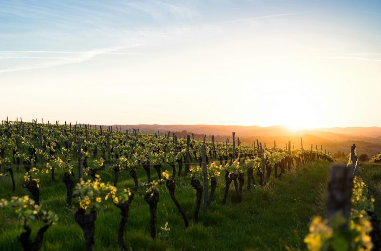 Premios Ecoracimo, en busca de los mejores vinos y vinagres ecológicos