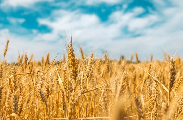 Ayudas extraordinarias para agricultores de secano, arroz y tomate de industria
