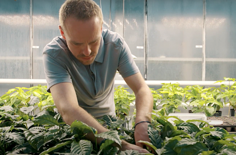 Buscando variedades de café más resistentes al cambio climático - Foto Nestlé Research