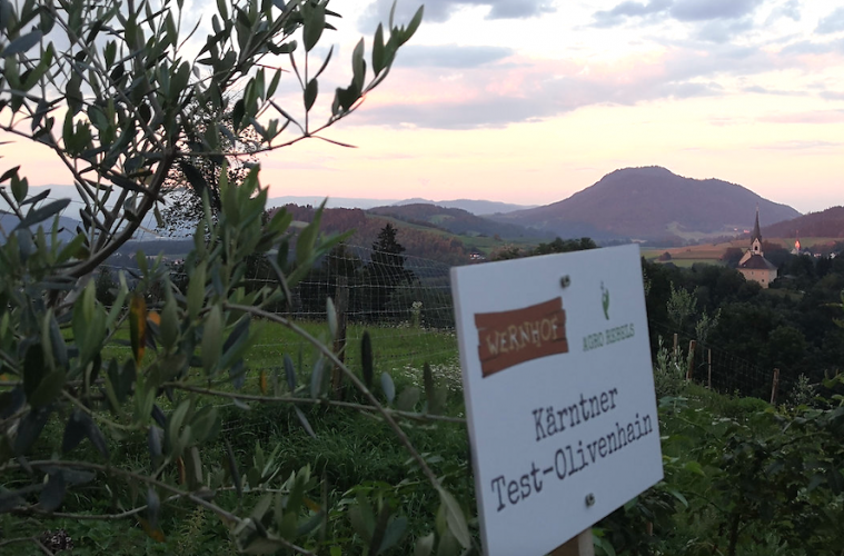 El cultivo del olivo empieza a ser viable en Europa Central - Foto: Agro Rebels