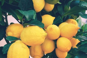 El exceso de limones esta campaña hace que se acumulen 400 millones de kilos sin recoger
