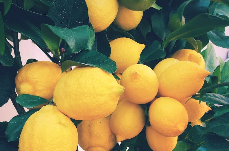 El exceso de limones esta campaña hace que se acumulen 400 millones de kilos sin recoger