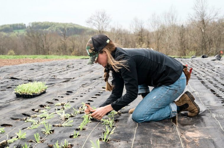 Innobonos, ayudas de la Comunidad de Madrid para investigaciones que aumenten la competitividad del sector agropecuario