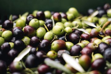 Las lluvias recientes generan optimismo de cara a la próxima campaña del aceite