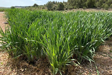 Un humedal artificial para reducir la contaminación de las aguas en una granja