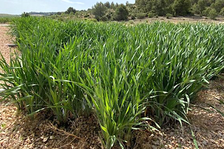 Un humedal artificial para reducir la contaminación de las aguas en una granja