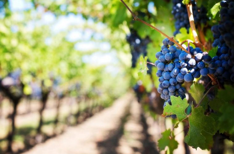 Vinos con menor grado alcohólico para compensar el aumento provocado por el cambio climático