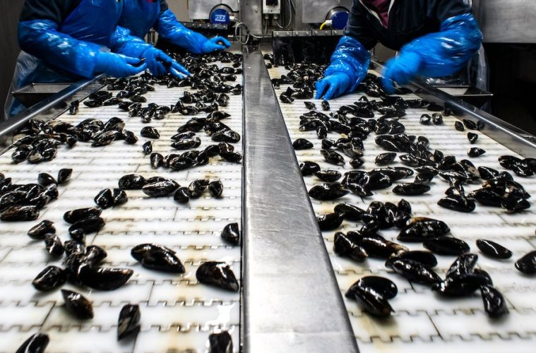 40 millones de euros en ayudas al sector transformador pesquero y acuícola