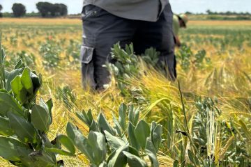 Avances en el cultivo intercalado de leguminosas y cereales en una misma parcela - Foto UPA