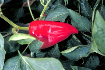 El origen de un nombre pimientos del piquillo Foto DOP Piquillo de Lodosa
