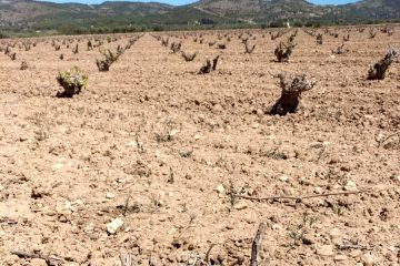 La DOP Vinos de Alicante, en situación de sequía extrema