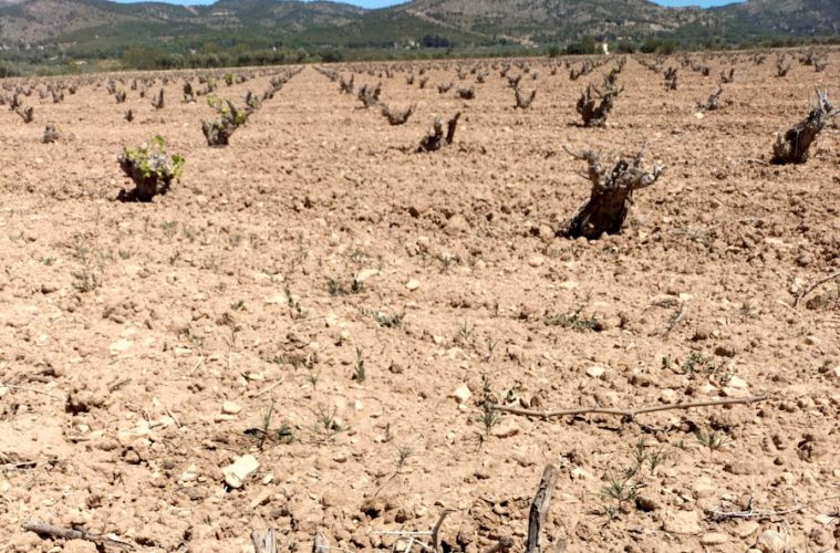 La DOP Vinos de Alicante, en situación de sequía extrema