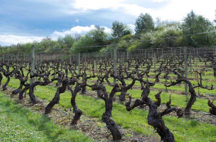 La práctica totalidad de viñedo en España está en territorio de alguna denominación de calidad