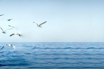 La relación entre océanos y salud, a debate en la nueva edición del Encuentro de los Mares - Foto EDM24