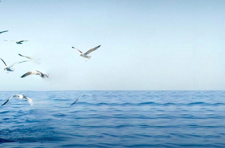 La relación entre océanos y salud, a debate en la nueva edición del Encuentro de los Mares - Foto EDM24