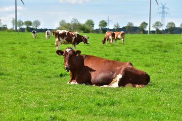 Llamamiento internacional a usar la inteligencia artificial en favor de la defensa de animales y plantas