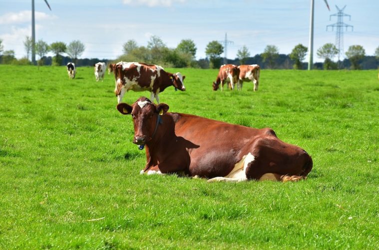 Llamamiento internacional a usar la inteligencia artificial en favor de la defensa de animales y plantas