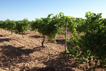 Los viticultores de Castilla-La Mancha, desilusionados por la falta de rentabilidad - Foto AIVE