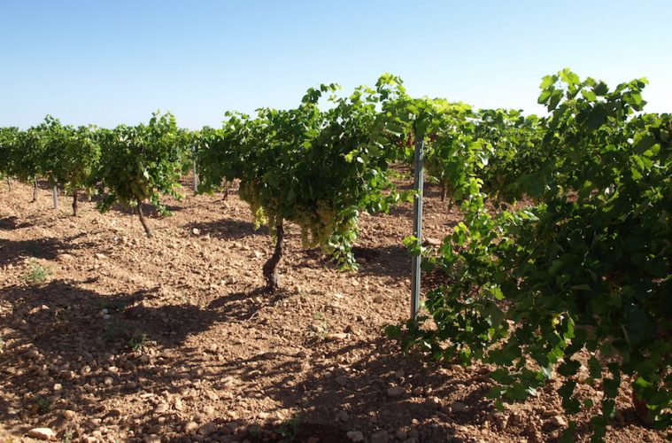 Los viticultores de Castilla-La Mancha, desilusionados por la falta de rentabilidad - Foto AIVE