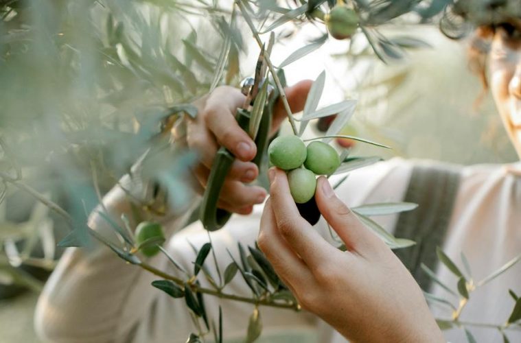 Nueva edición del programa europeo EWA que apoya proyectos agroalimentarios liderados por mujeres