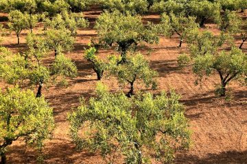 Siete proyectos que podrían transformar y rentabilizar la industria del olivar