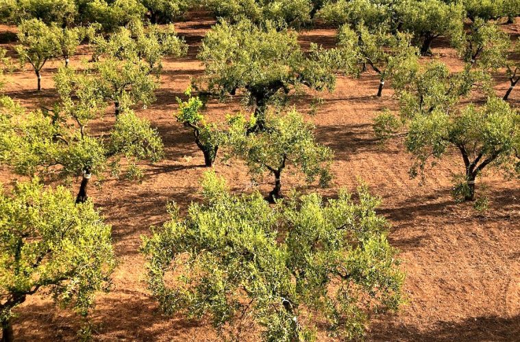 Siete proyectos que podrían transformar y rentabilizar la industria del olivar