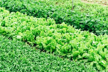 Una mezcla adhesiva de aceites comestibles como una alternativa a los pesticidas tóxicos