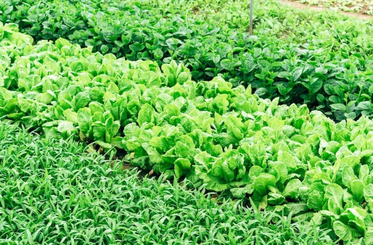 Una mezcla adhesiva de aceites comestibles como una alternativa a los pesticidas tóxicos